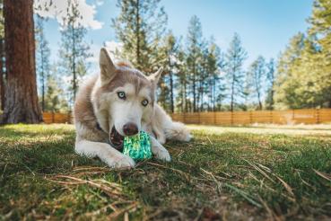 Ruffwear Morel Toy Moss Green